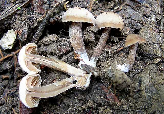 2005 :  Un anno di funghi